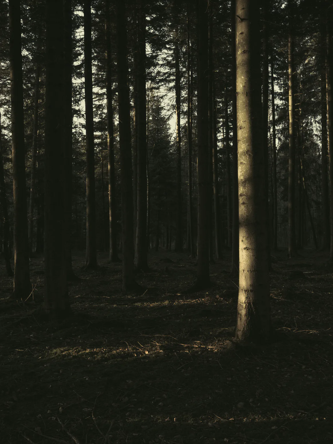Baumlicht #4. 
