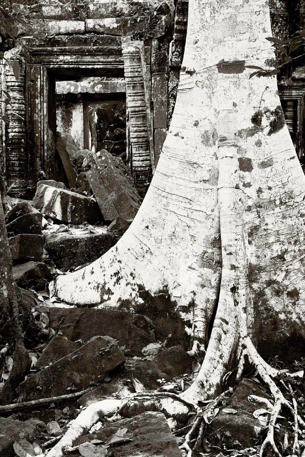 Baumstein #1.1. 