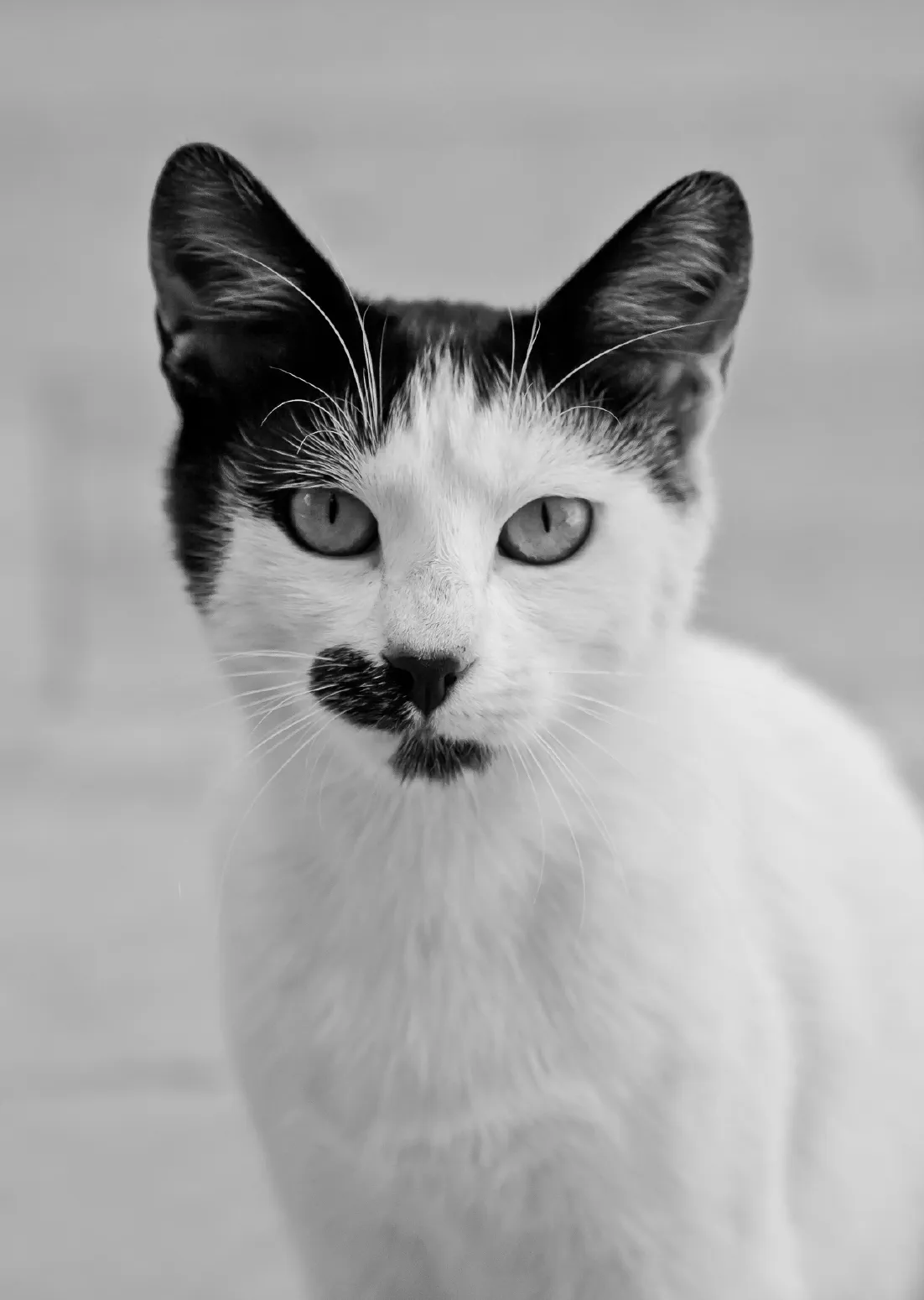 Proud cat. Istanbul, May 2010